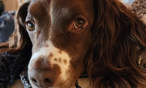 K9 Klip n Klean 221b McDermid Rd, 100 Mile House British Columbia V0K 2E1