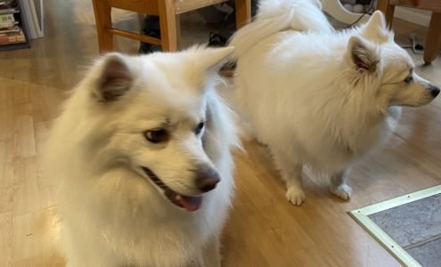 The Dogs Bark Grooming Parlour 460 Birch Ave #3, 100 Mile House British Columbia V0K 2E0