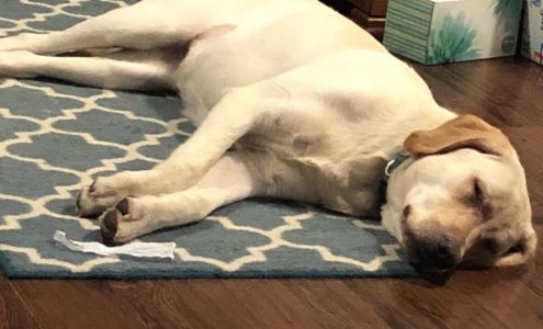 Mark's Pet Pals 9414 370th Pl SE, Snoqualmie Washington 98065