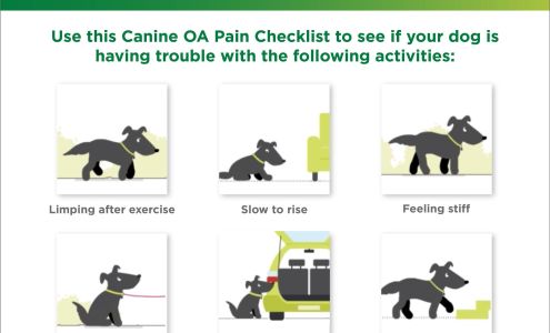 Muhlbacher Barbara DVM