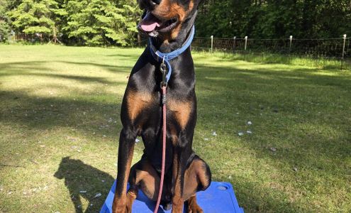 Black River Dog Training