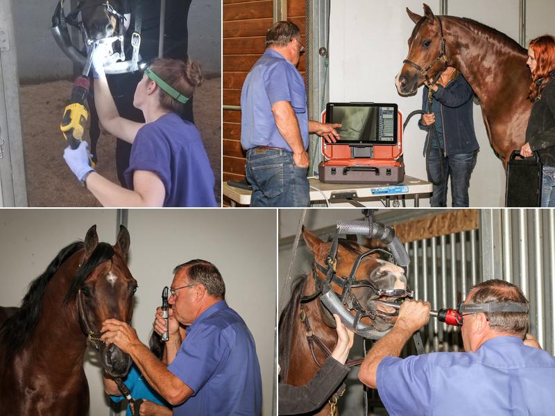 Olympia Equine Veterinary Services