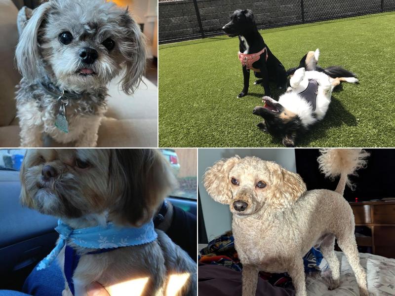 C J's Professional Pet Grooming