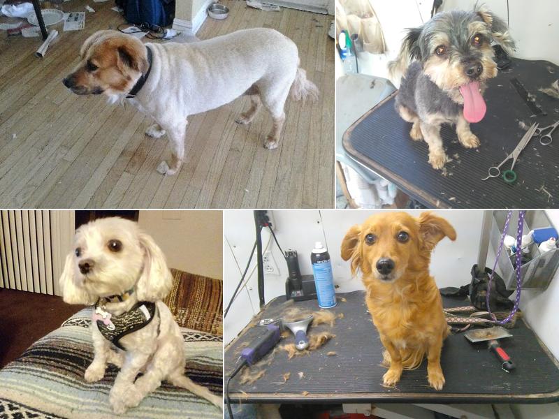 What's up dog mobile pet grooming