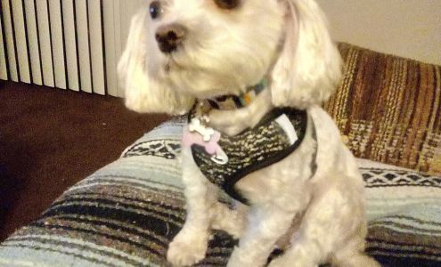 What's up dog mobile pet grooming 3708 W Aster Dr, Phoenix Arizona 85029