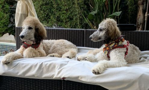 On the Spot Mobile Dog & Cat