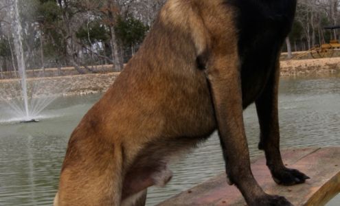 AAA Guard Dog Rental & Sales