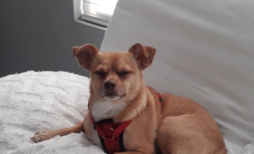 Humane Society of Pasco County Inc.