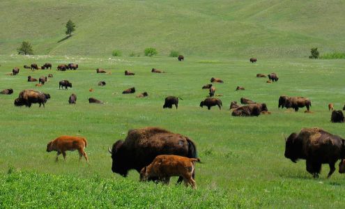 Merrill Lynch Financial Advisor Matthew Griggs