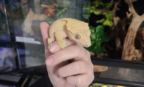 San Diego Reptile Co. Imperial Beach