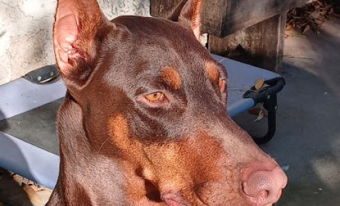 Peacemaker Dog Training