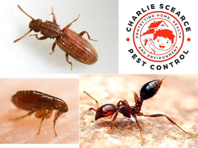 Charlie Scearce Pest Control
