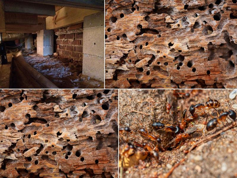 Keith's Termite & Pest Control LLC