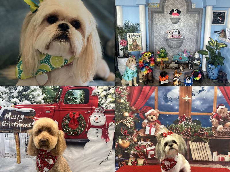 Heavenly Paws Dog Spa