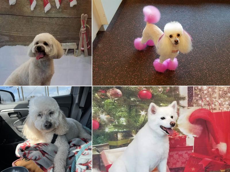 Splash Grooming Salon