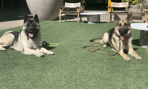 American River Canine