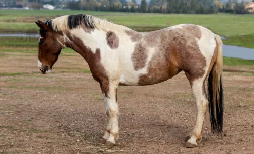 Save Them All Horse Rescue, Inc.