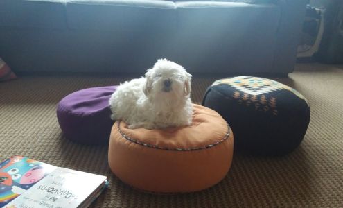 dream pillows in portland oregon