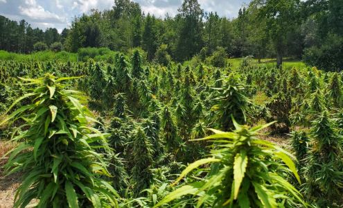 Augusta Hemp Company