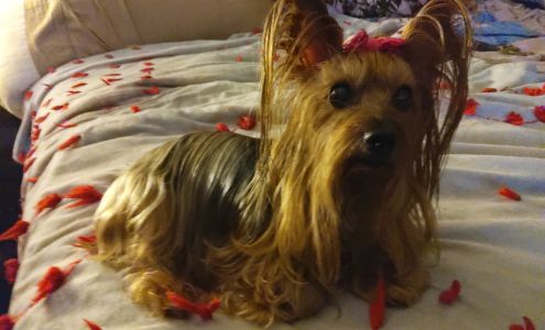 Norton Family Dental