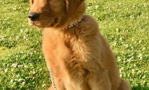 Shadow Mountain Goldens
