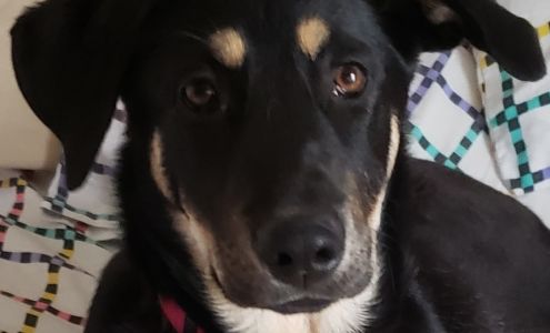 Animal Shelter. Cut Bank Cut Bank