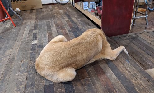 Mendon Cyclesmith Ionia