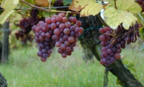 Pacifica Commercial Realty