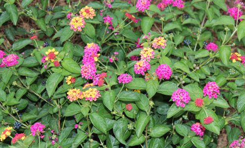 Sweetgums Dental, LLC