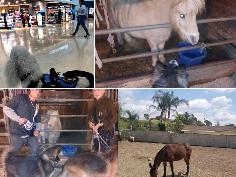 Red Rowan : Dr. Megan Bamford