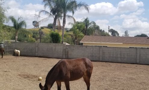 Red Rowan : Dr. Megan Bamford 10180 Stonehurst Ave, Sun Valley California 91352