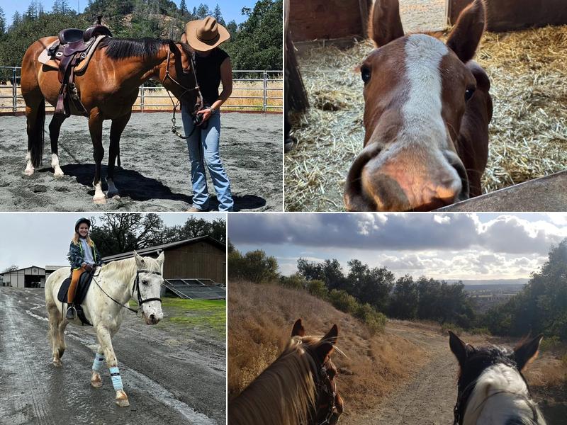 All The King's Horses