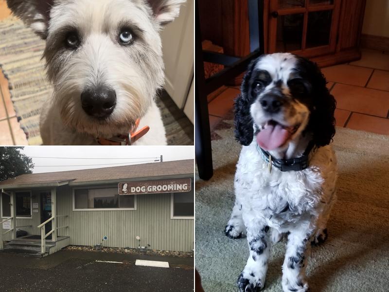 Healdsburg Dog Grooming