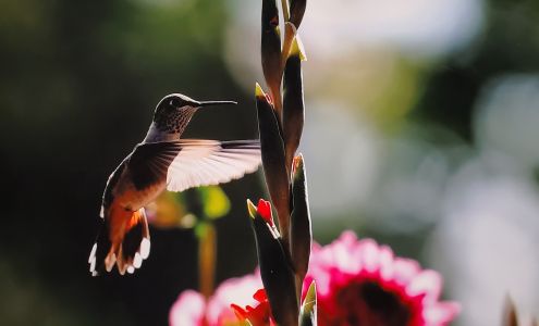 Orly's Gallery of Art