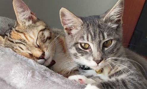 Hopeland Pet Lodge 1015 Hope Rd, Centreville Maryland 21617