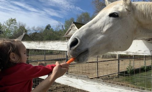 Pony Express Riding School