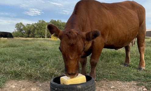 Main Street Feeds Inc Monett