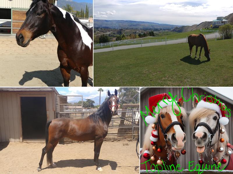 Topline Equine Veterinary Inc. Samantha Abair DVM