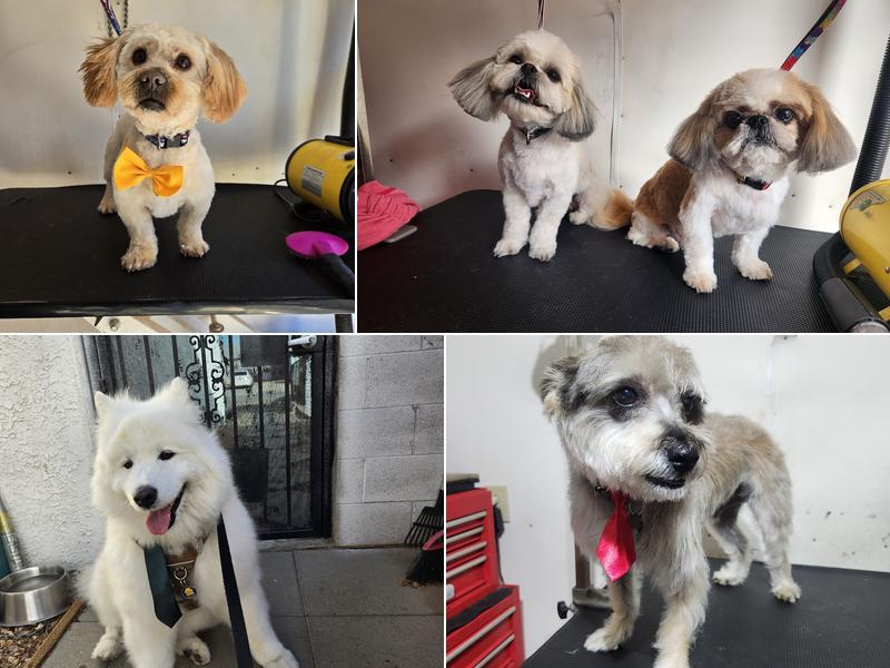 Petish Grooming Studio