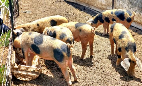 Garden Variety Cheese Royal Oaks