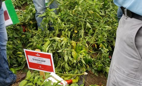 Seminis San Juan Bautista