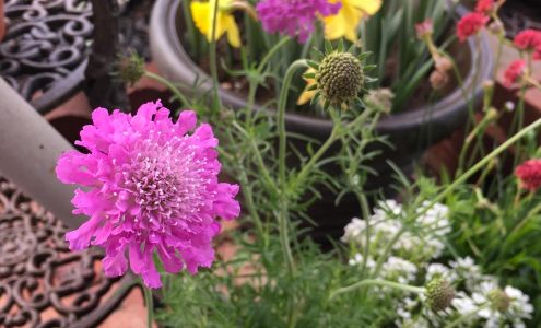 Lowe's Garden Center