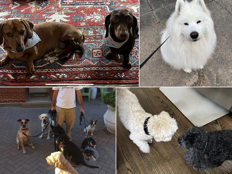 Pooch Pals LLC - Dog Walker