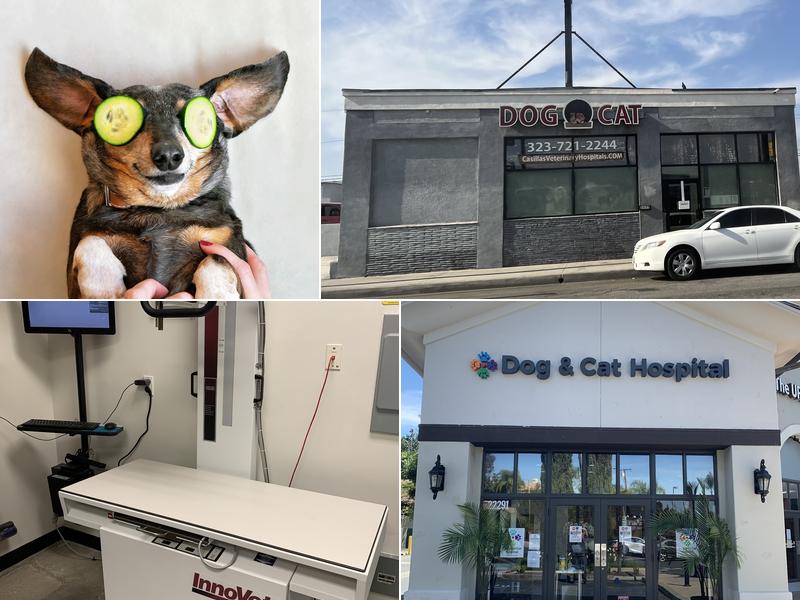 Dog and Cat Hospital Calabasas