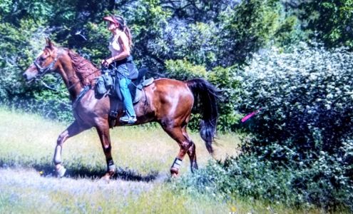 Esler Arabians 8425 Willow Valley Pl, Granite Bay California 95746