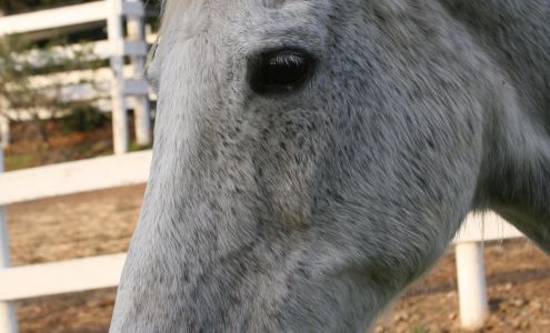 Hector Hill Animal Sanctuary Newcastle