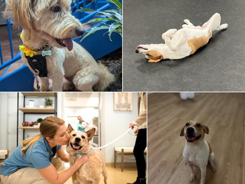 Healthy Hound Playground and Grooming Salon & Spa