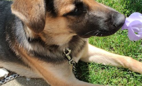 Thumb Animal Shelter Elkton