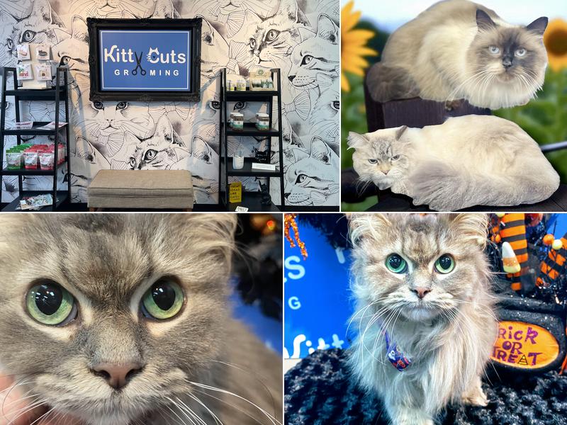 Kitty Cuts Grooming