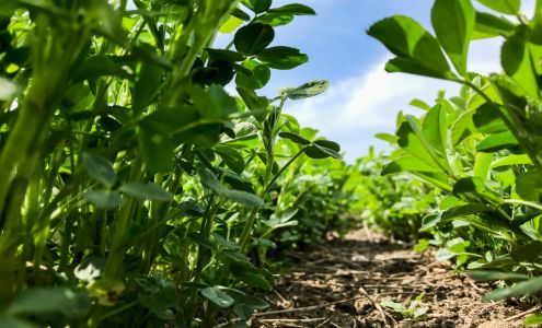 South Valley Seed & Insurance Wheaton